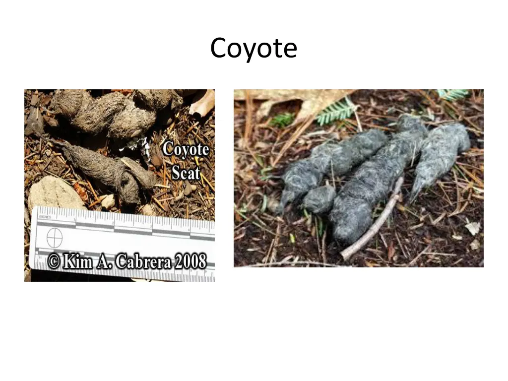 coyote