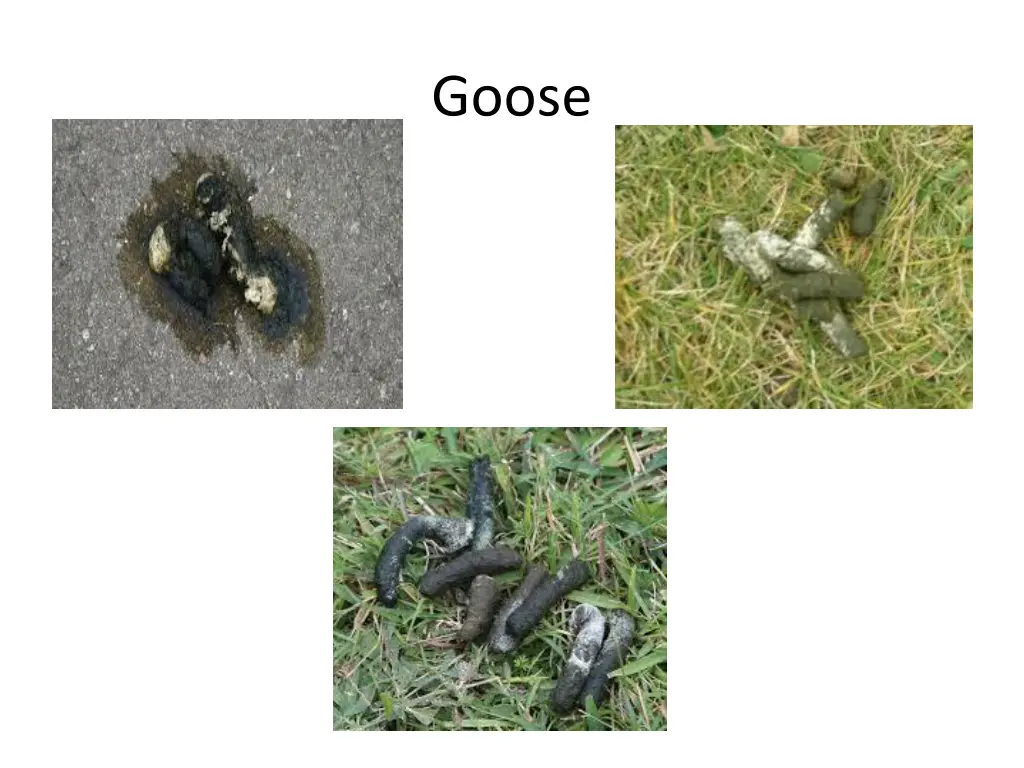 goose