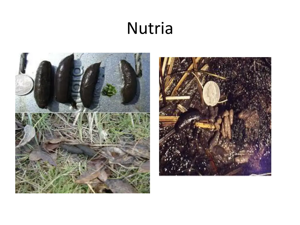 nutria