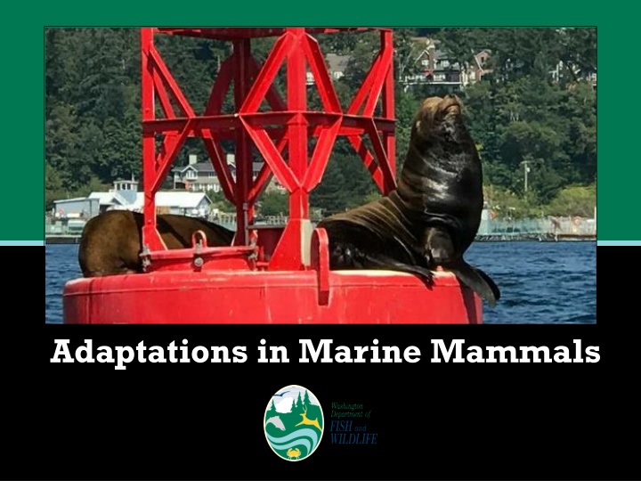 adaptations in marine mammals