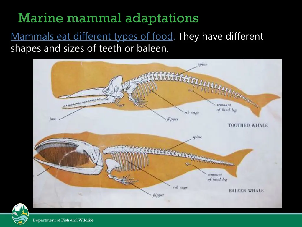 marine mammal adaptations mammals eat different