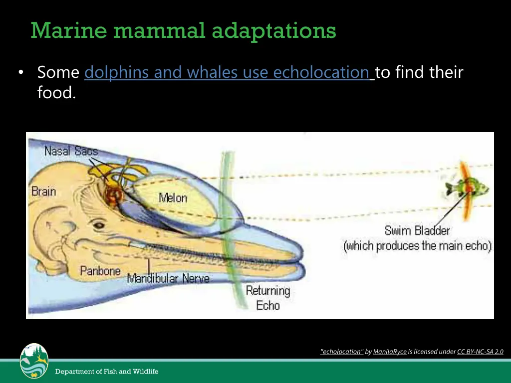 marine mammal adaptations