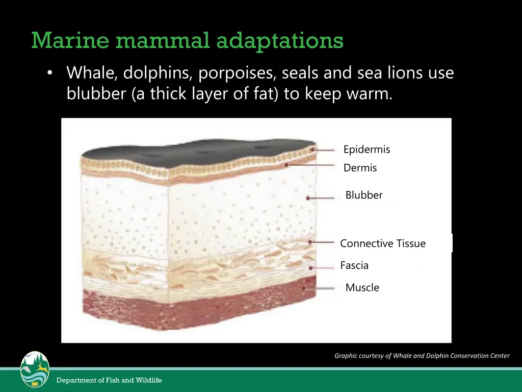 marine mammal adaptations whale dolphins