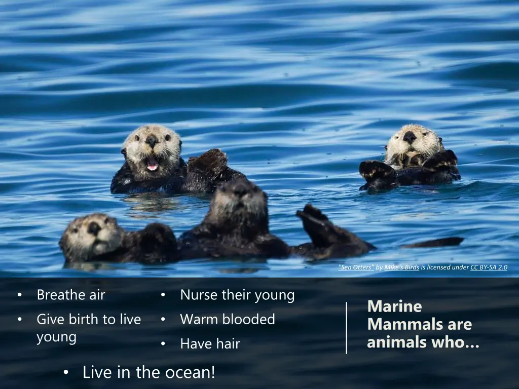 sea otters by mike s birds is licensed under