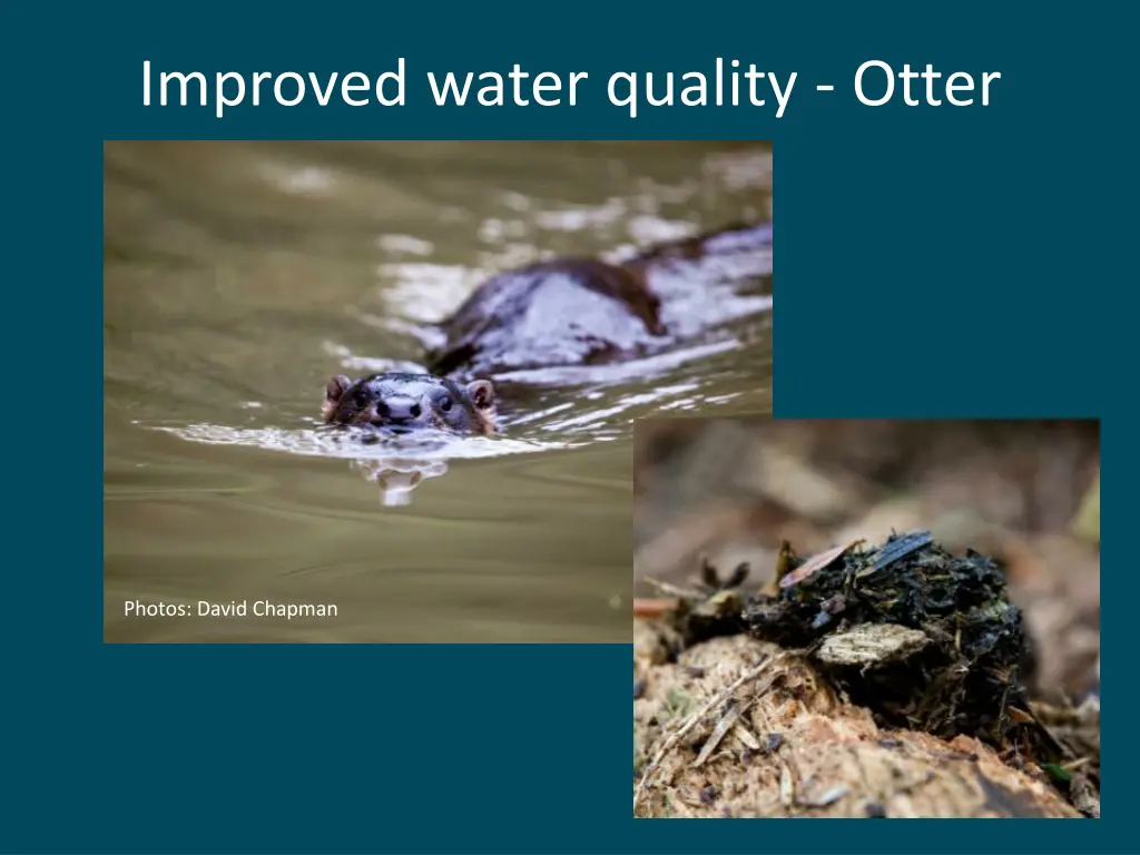 improved water quality otter