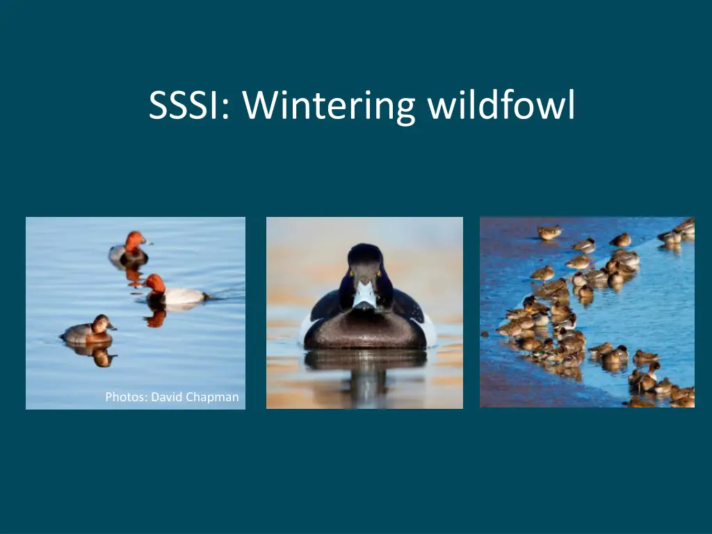 sssi wintering wildfowl