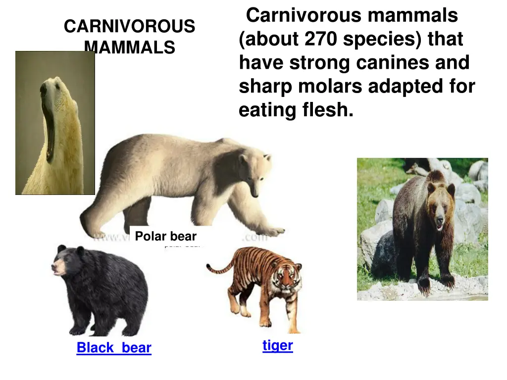 carnivorous mammals