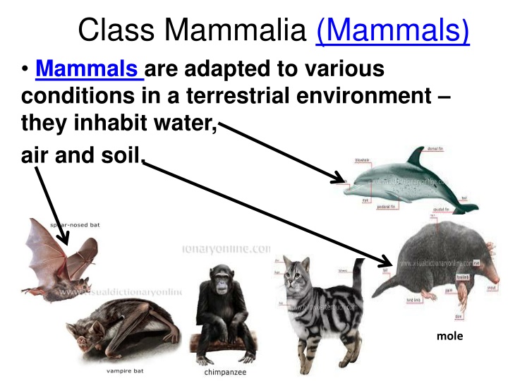 class mammalia mammals mammals are adapted