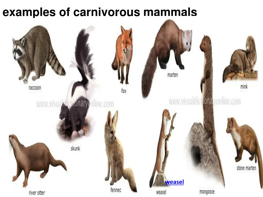 examples of carnivorous mammals 1