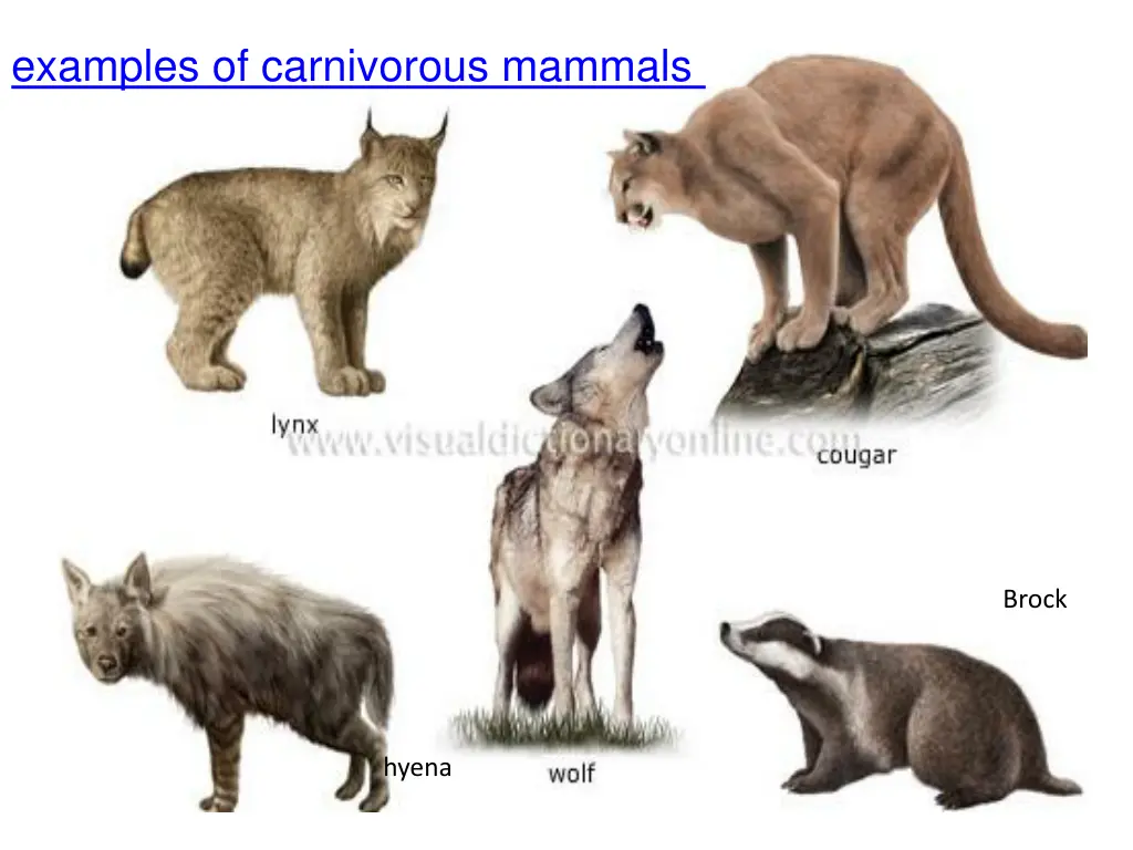 examples of carnivorous mammals