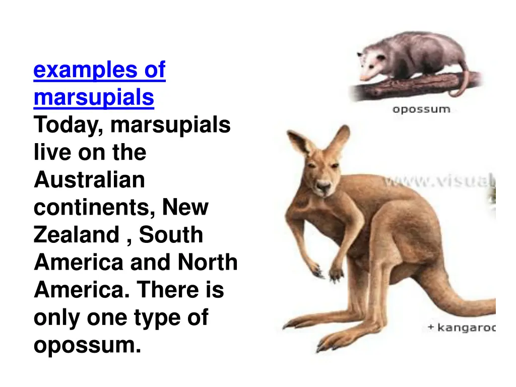 examples of marsupials today marsupials live