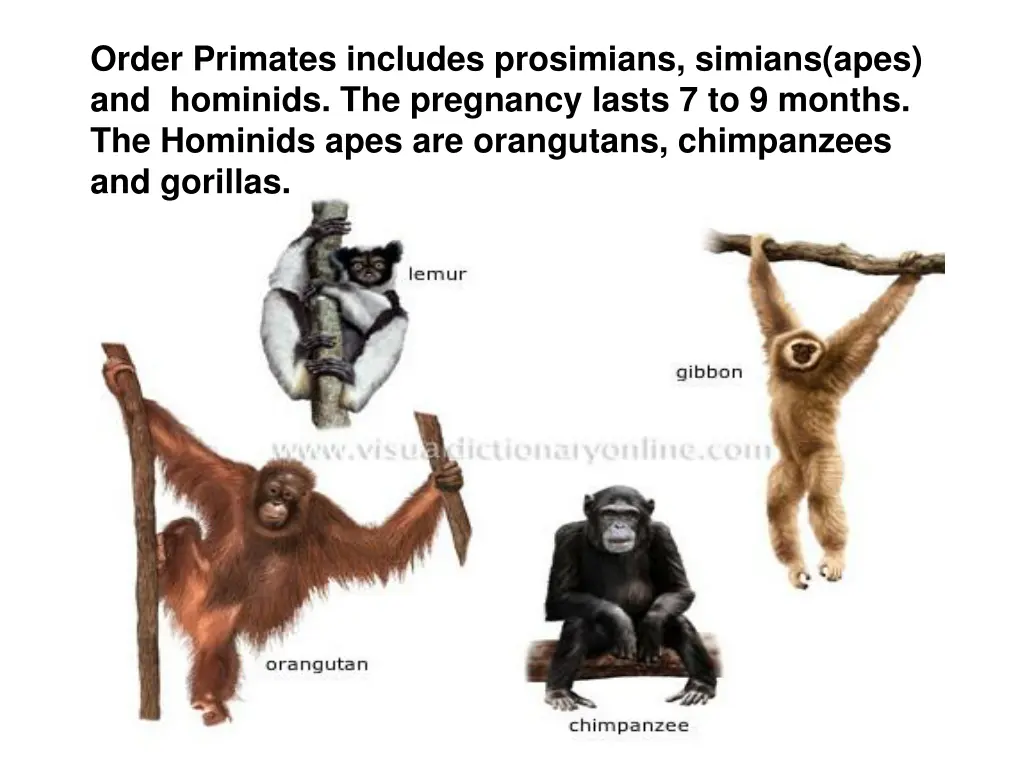 examples of primates 2