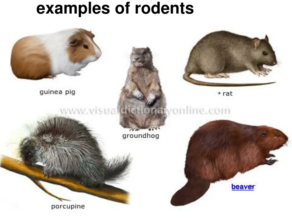 examples of rodents 1