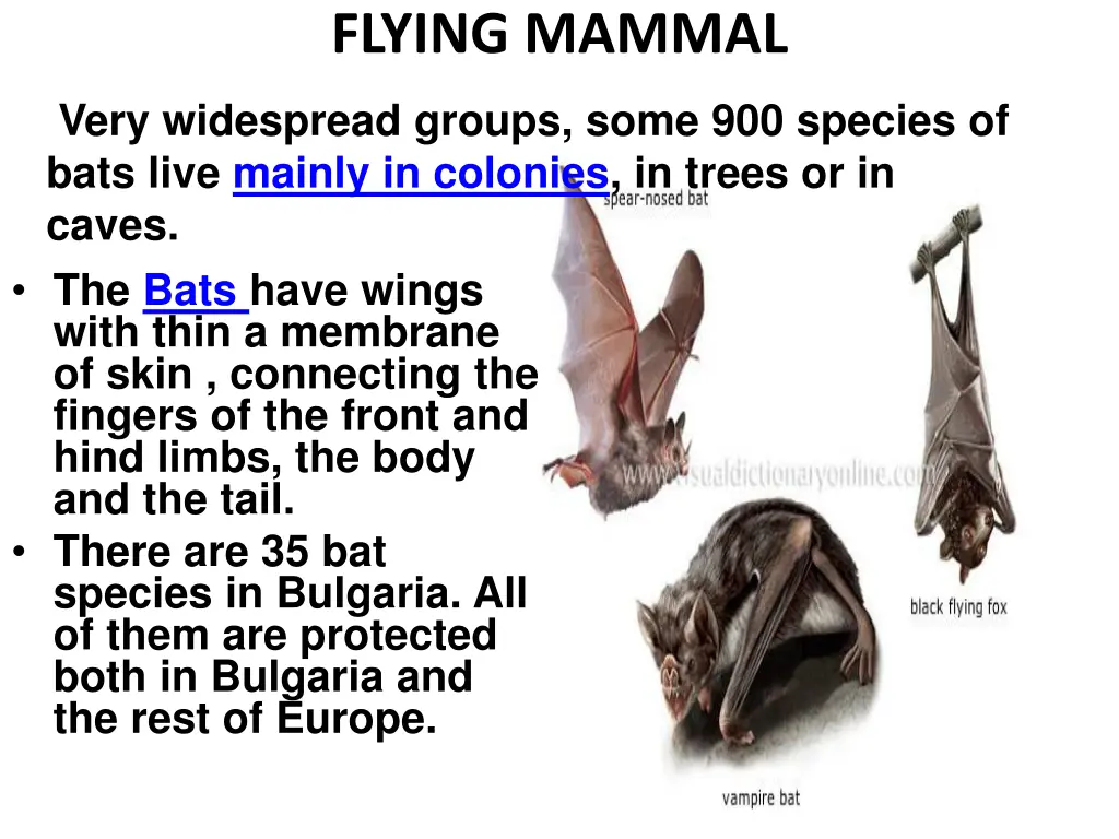 flying mammal