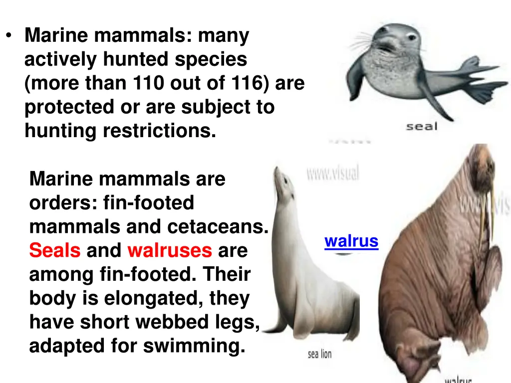 marine mammals many actively hunted species more