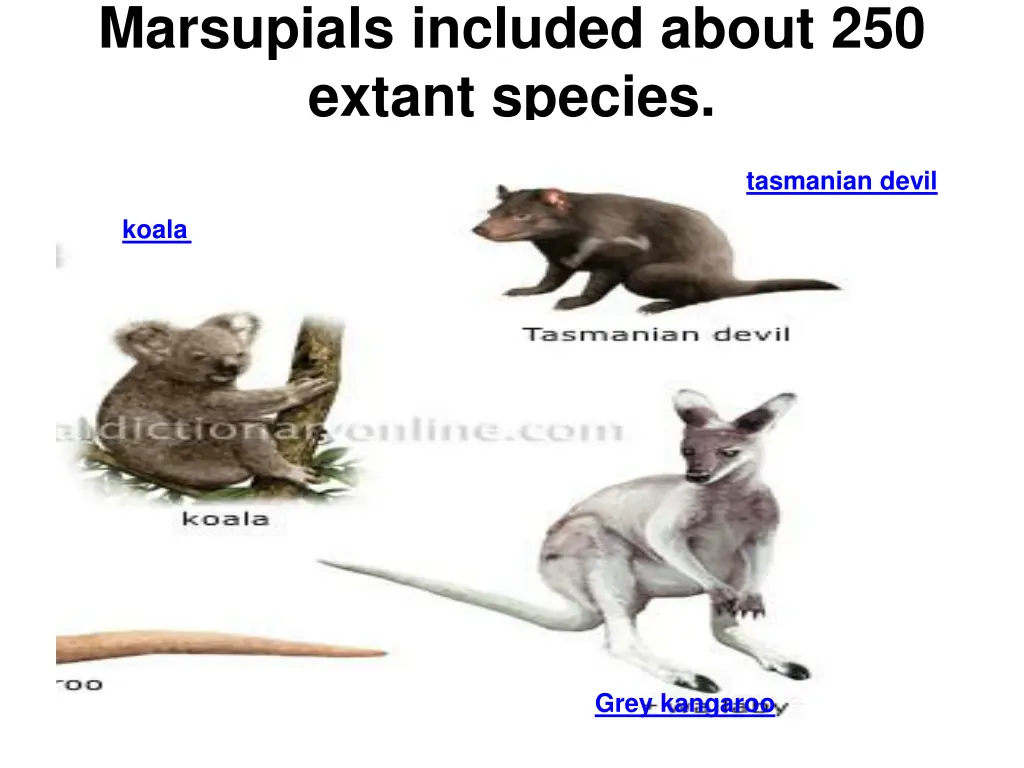 marsupials included about 250 extant species