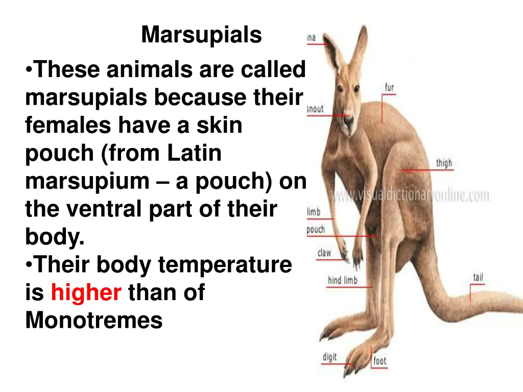 marsupials