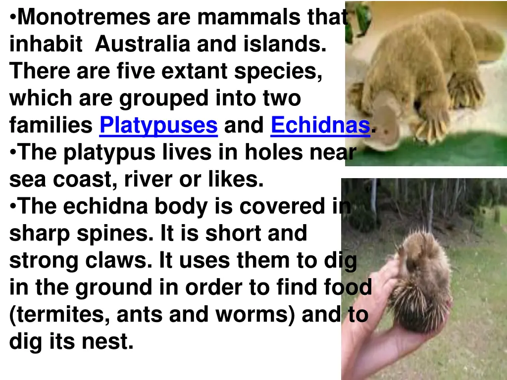 monotremes are mammals that inhabit australia