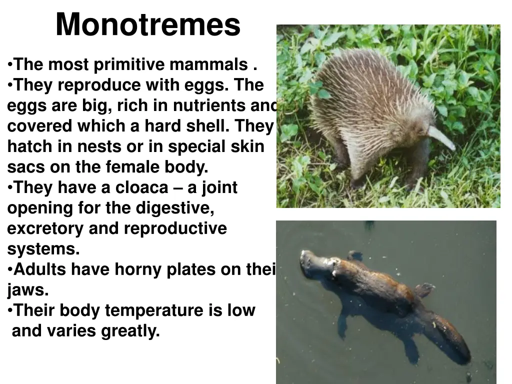 monotremes