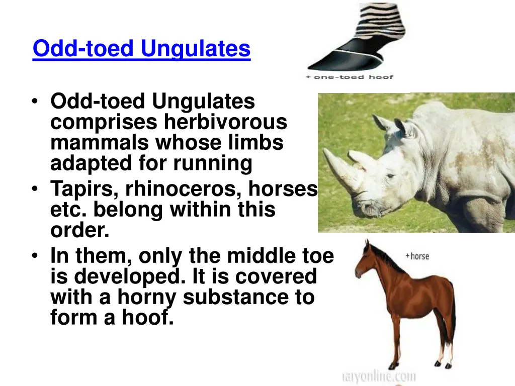 odd toed ungulates