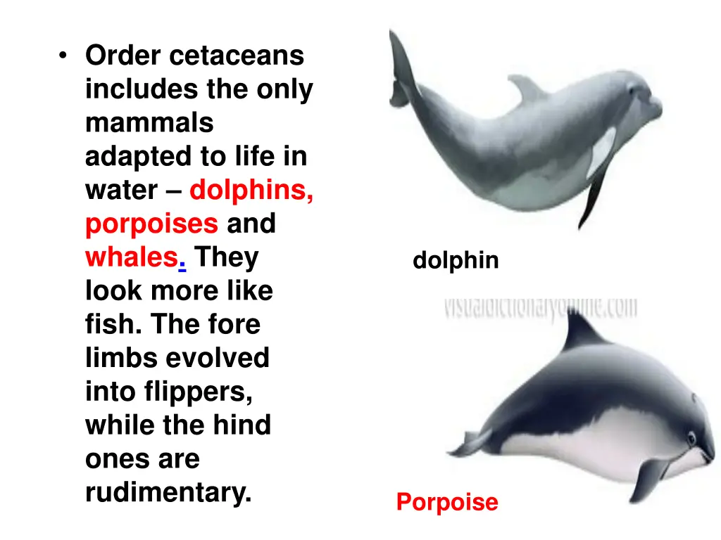 order cetaceans includes the only mammals adapted