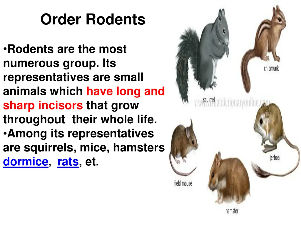 order rodents