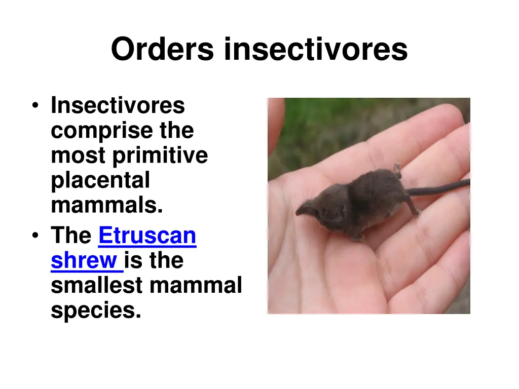 orders insectivores