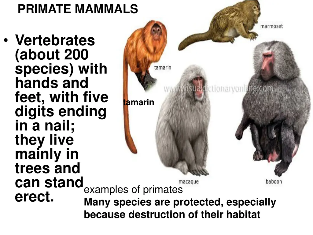 primate mammals