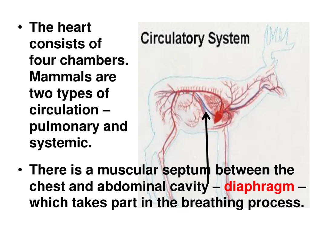 the heart consists of four chambers mammals