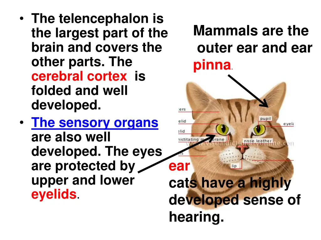 the telencephalon is the largest part