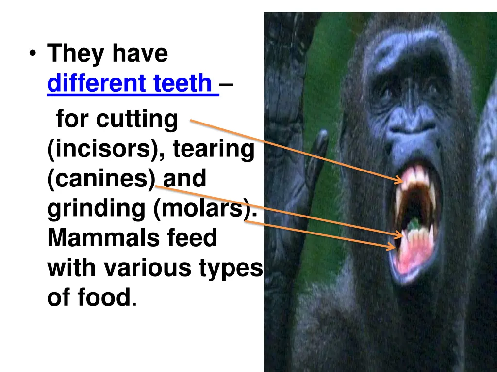 they have different teeth for cutting incisors