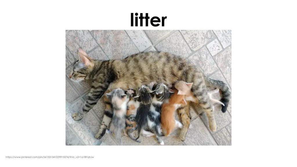 litter