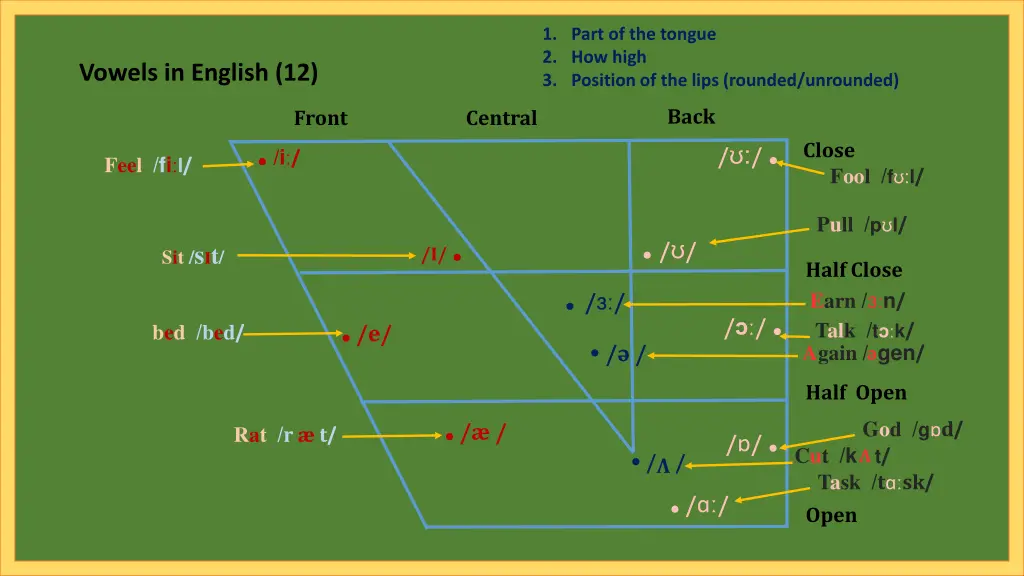 1 part of the tongue 2 how high 3 position