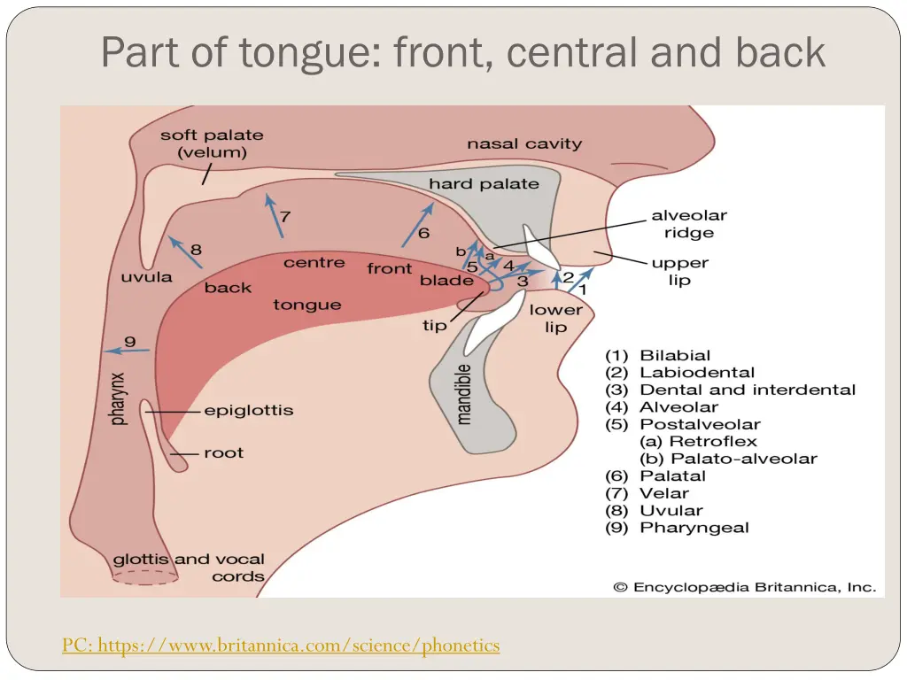 part of tongue front central and back