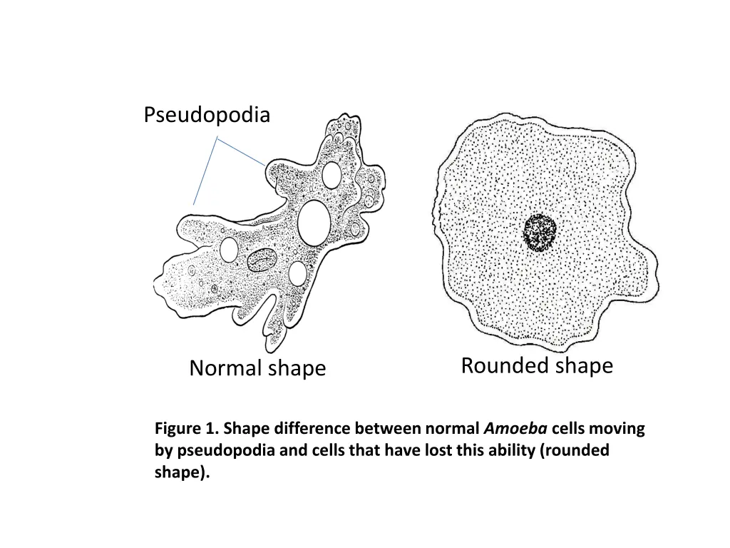 pseudopodia