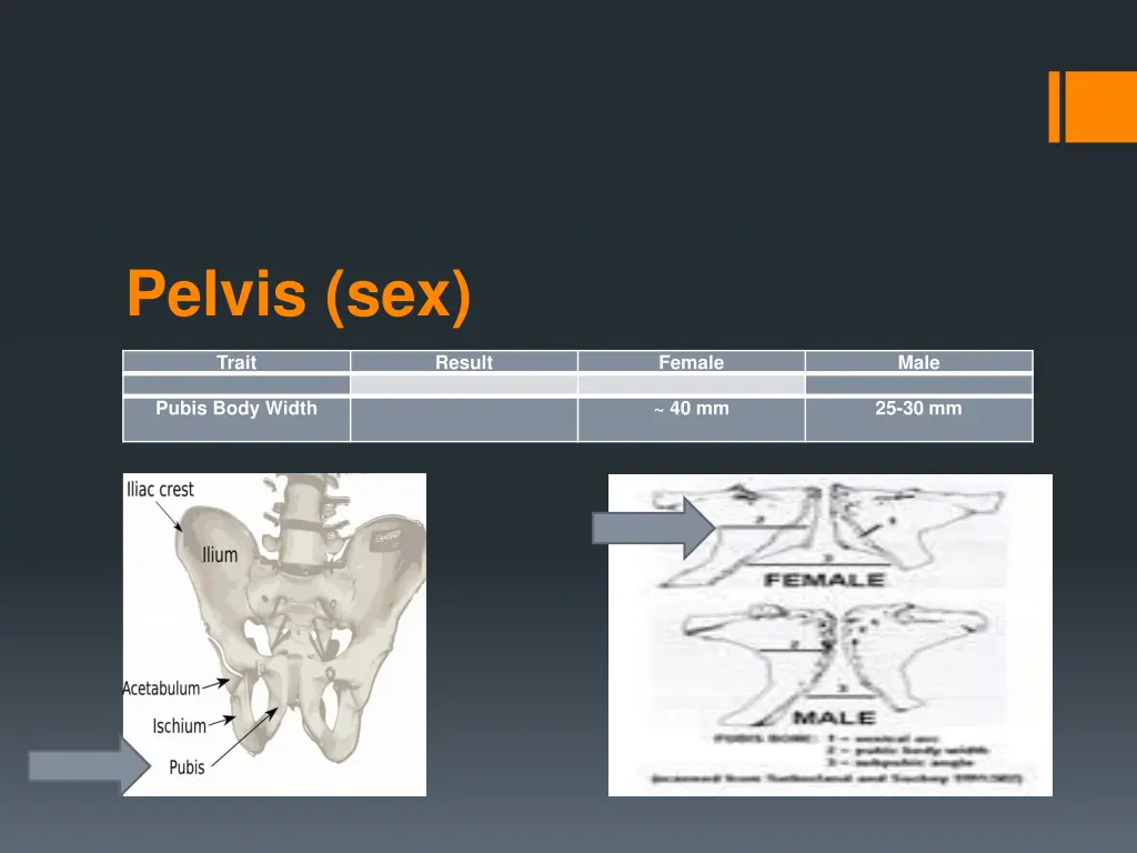 pelvis sex 1