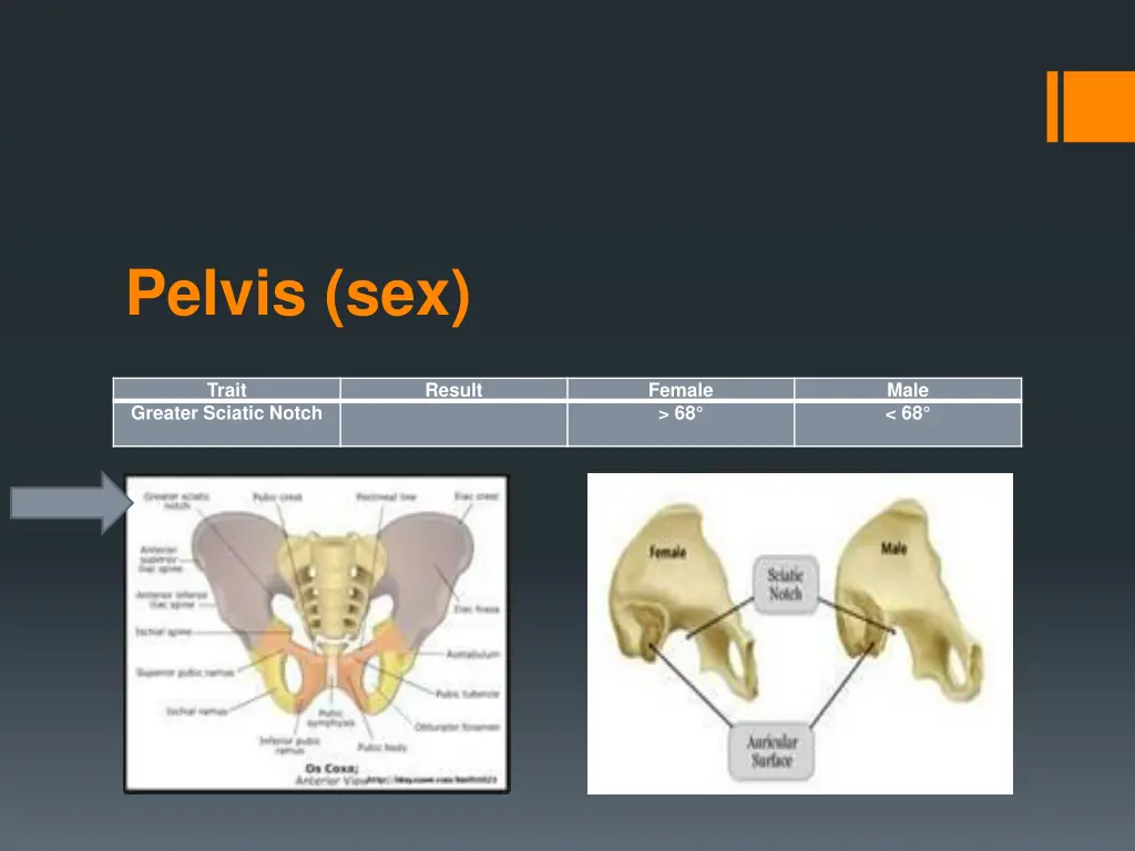 pelvis sex 2