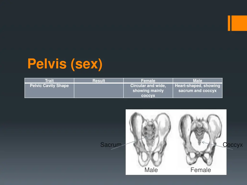 pelvis sex 3