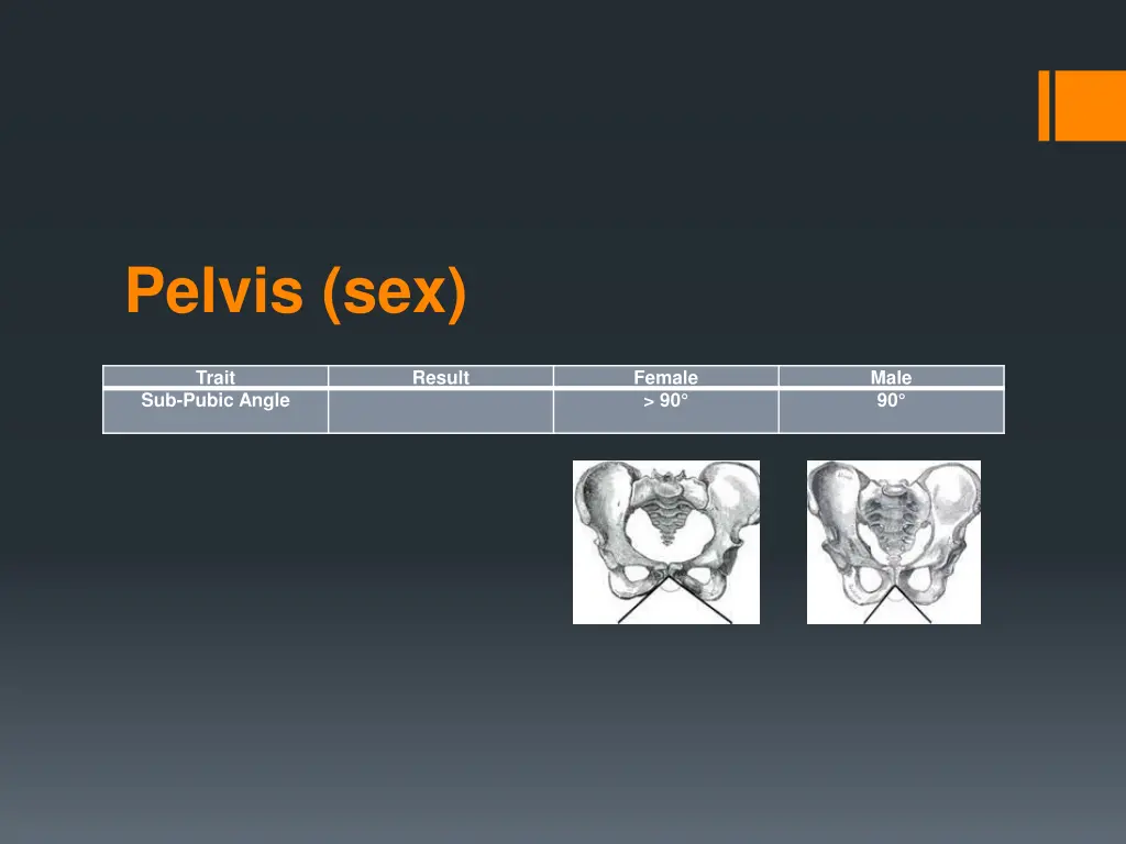 pelvis sex