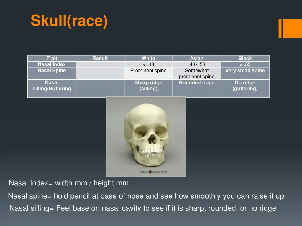 skull race 1