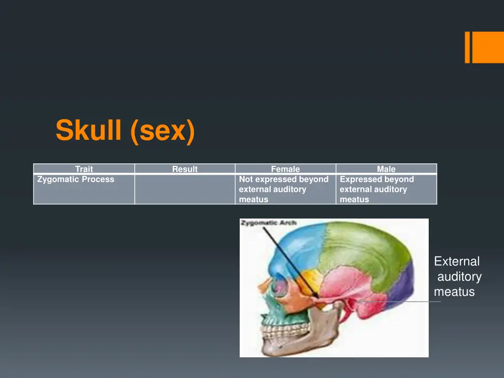 skull sex 1