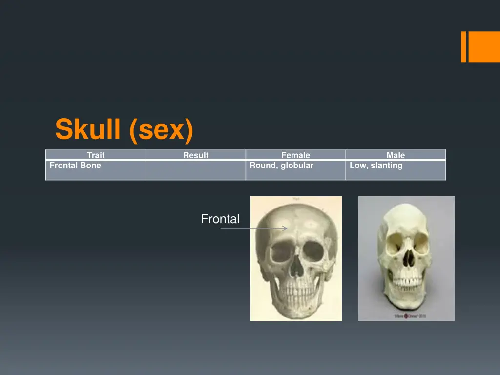 skull sex 3