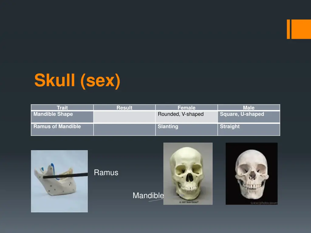 skull sex 4