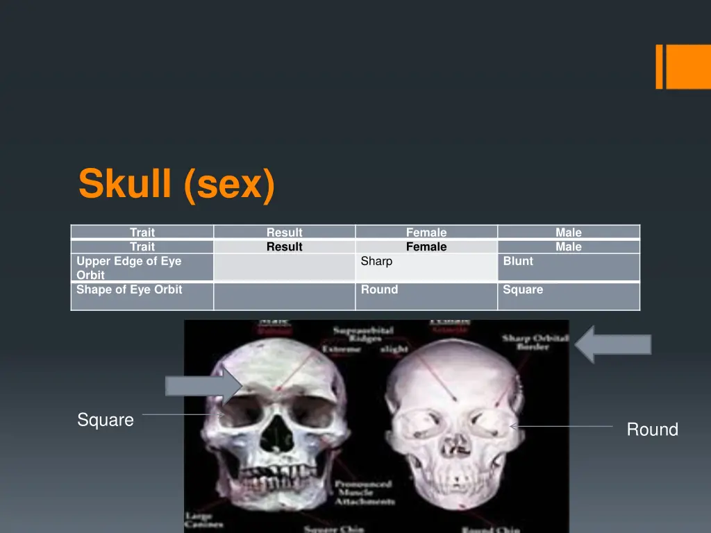 skull sex