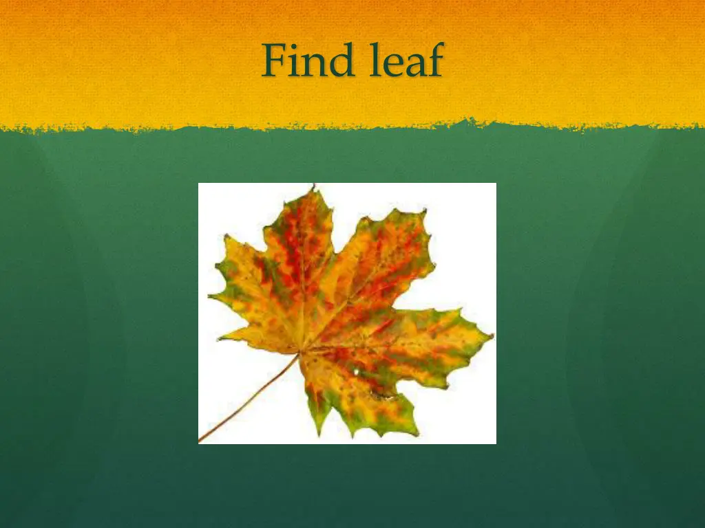 find leaf