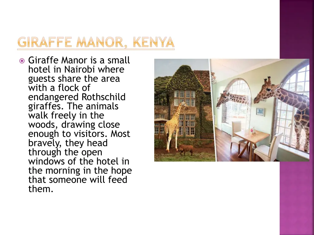 giraffe manor kenya