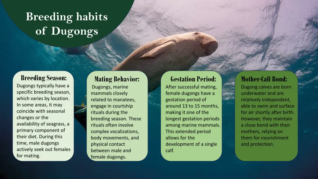 breeding habits of dugongs