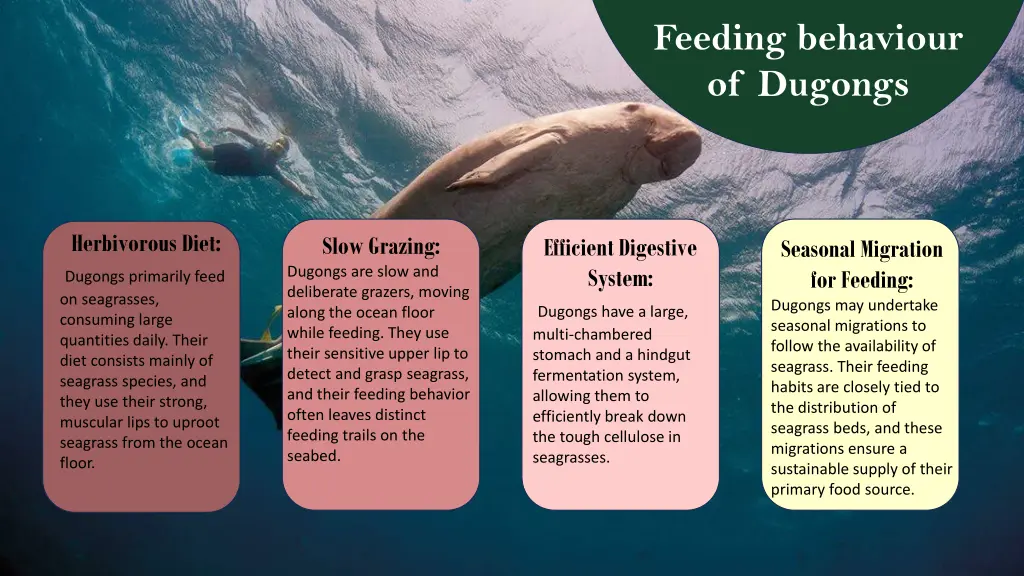 feeding behaviour of dugongs