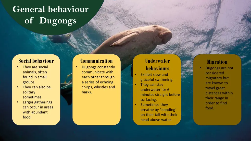 general behaviour of dugongs