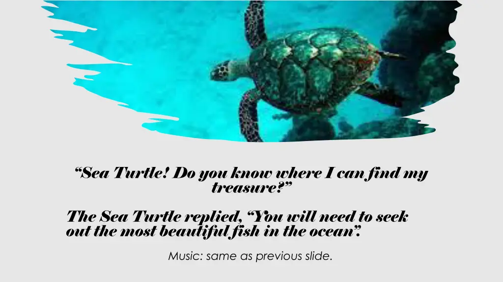 sea turtle do you know where i can find